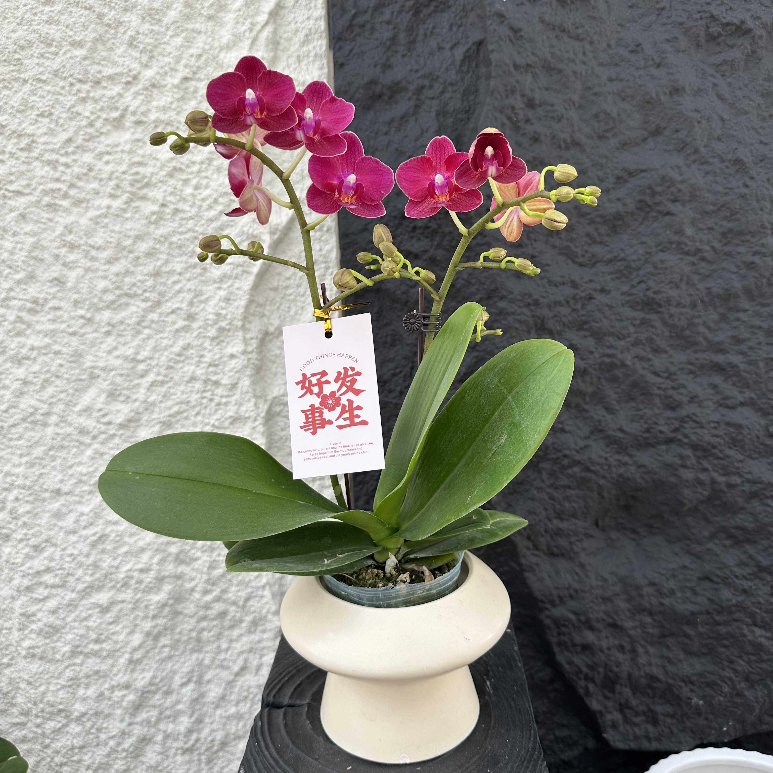 简馨优选【甜心公主】蝴蝶花卉组盆客厅摆设种植基地发货