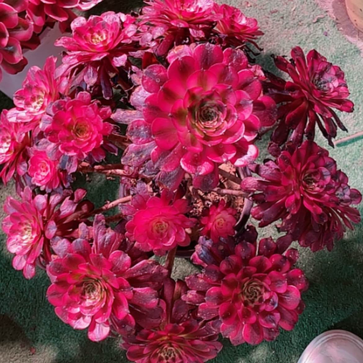 【闪购商品】法师没几好看也好养