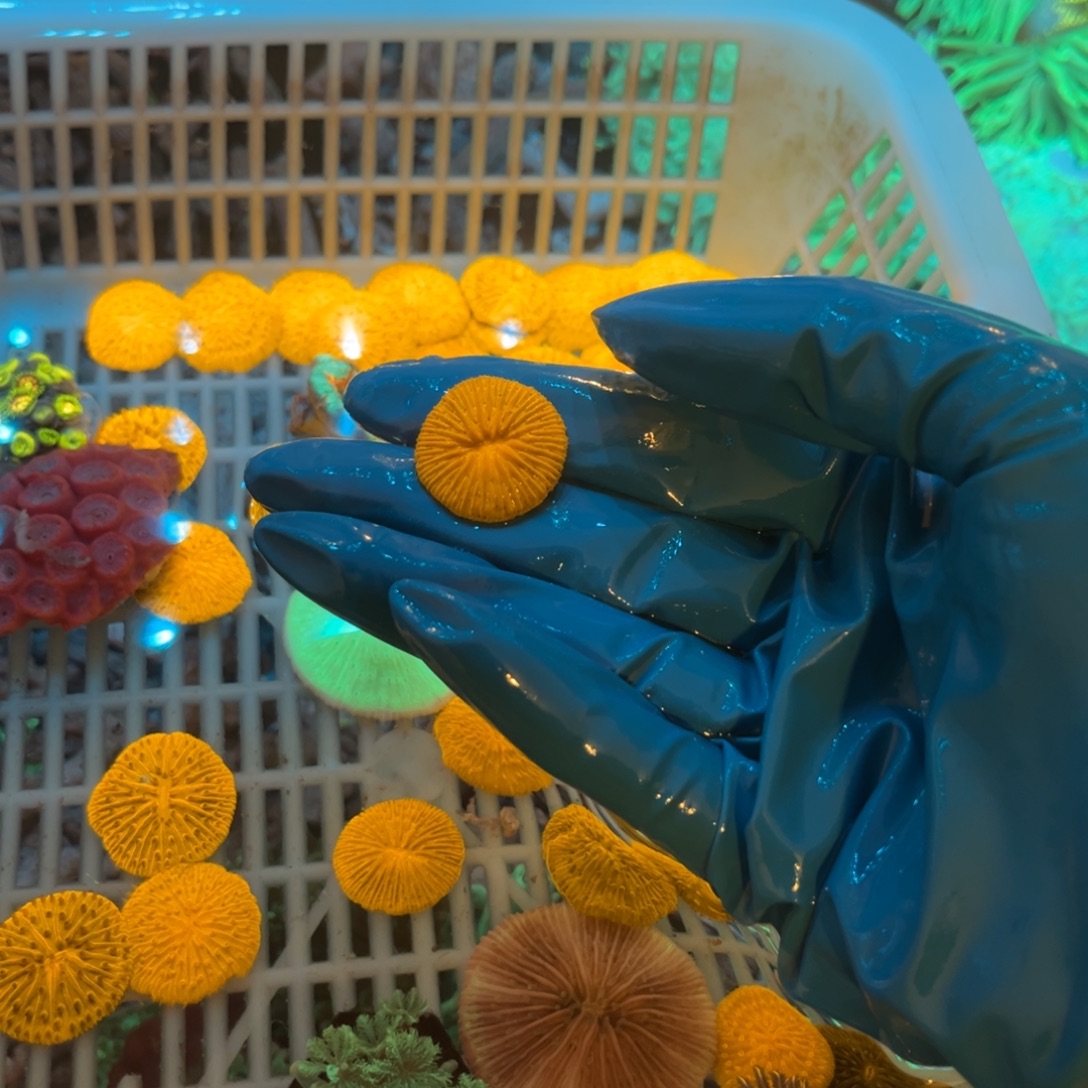 ****奶嘴海葵飞盘11111