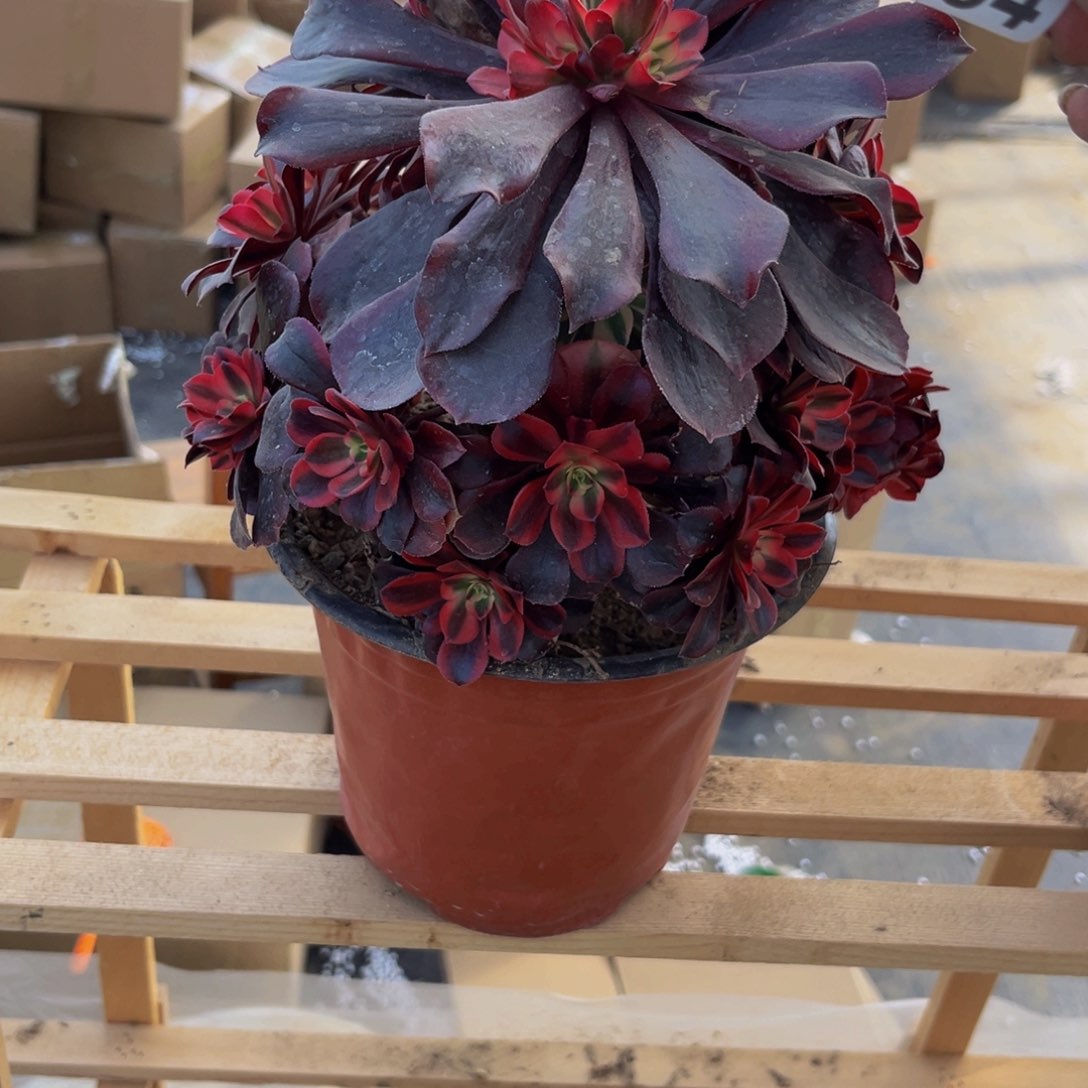 884多肉植物一物一拍