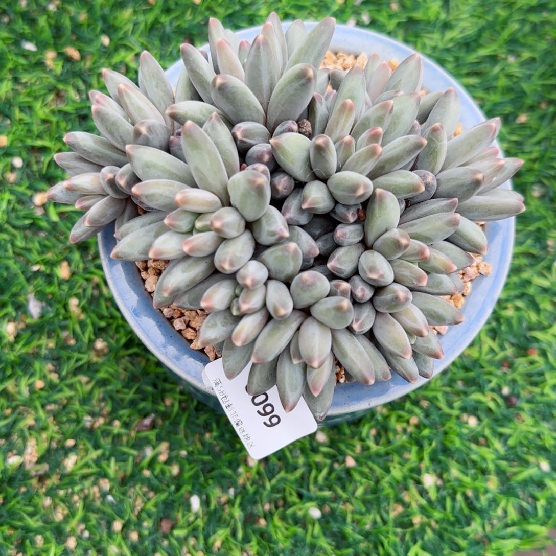 伊卡鲁斯，6099多肉植物