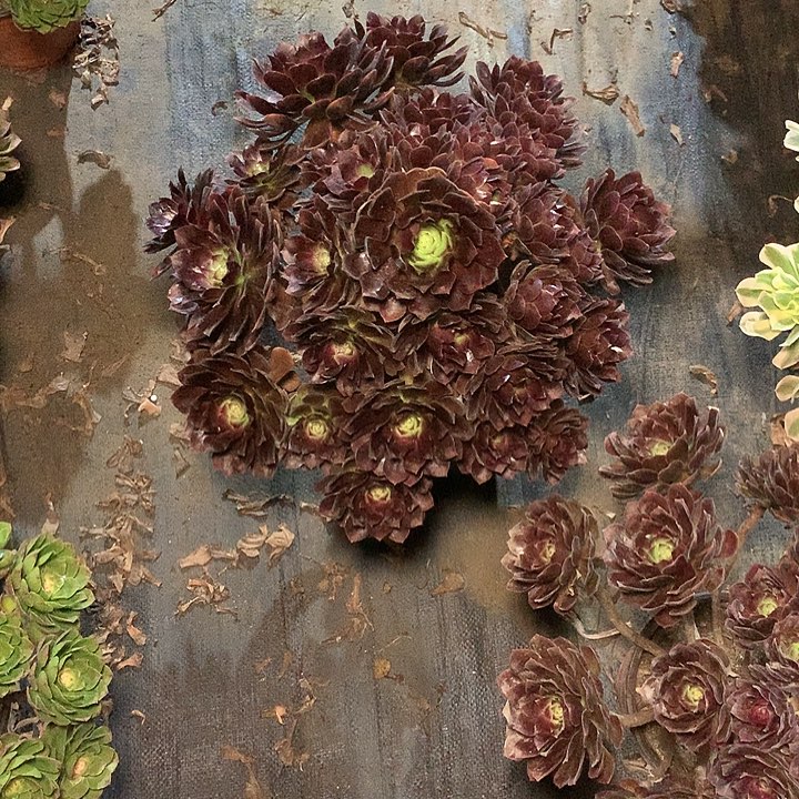 多肉多肉多肉多肉91