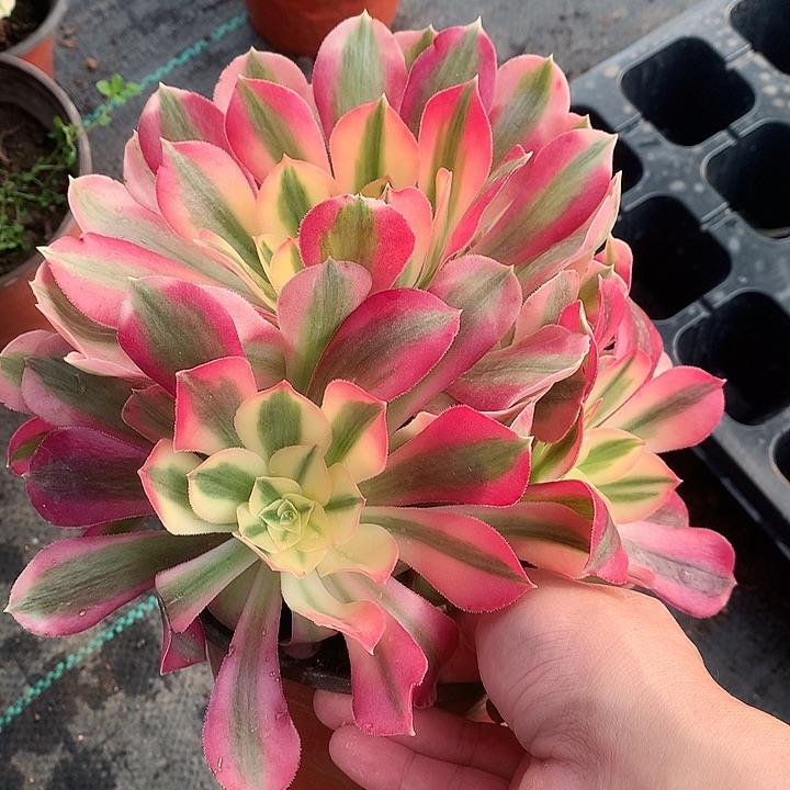 571粉女巫多肉植物