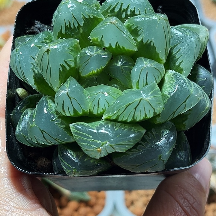 十二卷多肉冰魄玉露