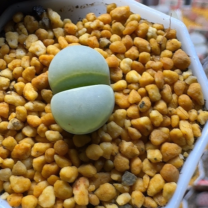 用***4生石花2:：：。  17号