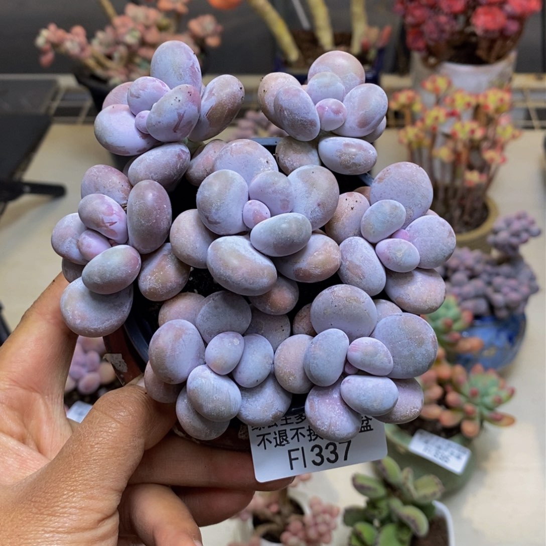 337芭比奶多肉散