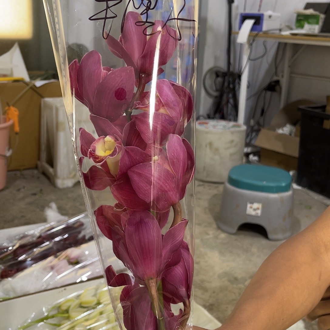 完全开放蕙兰（车厘子）1枝