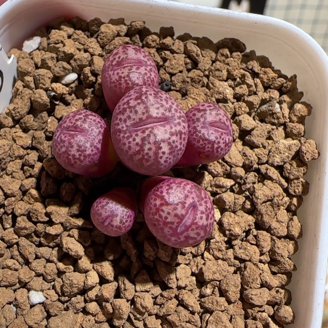 肉锥多肉植物组合-金橘母本1421