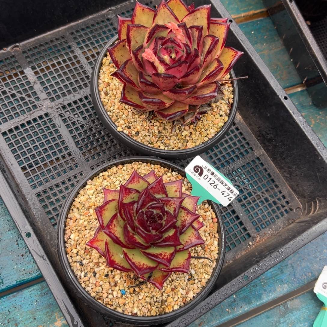 多肉一物一拍0126-474