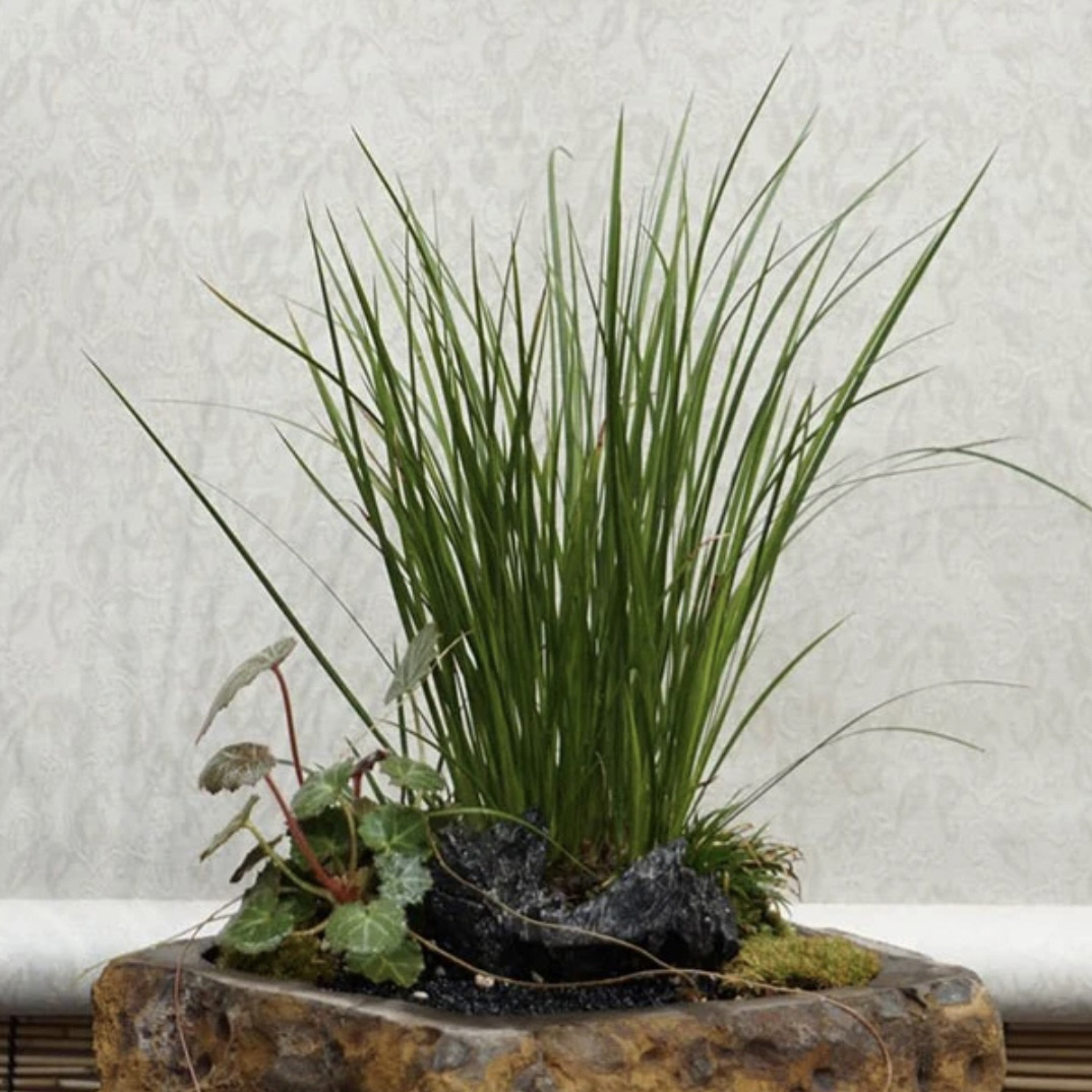 菖蒲草水培老桩带蒲香味微型盆景室内好养