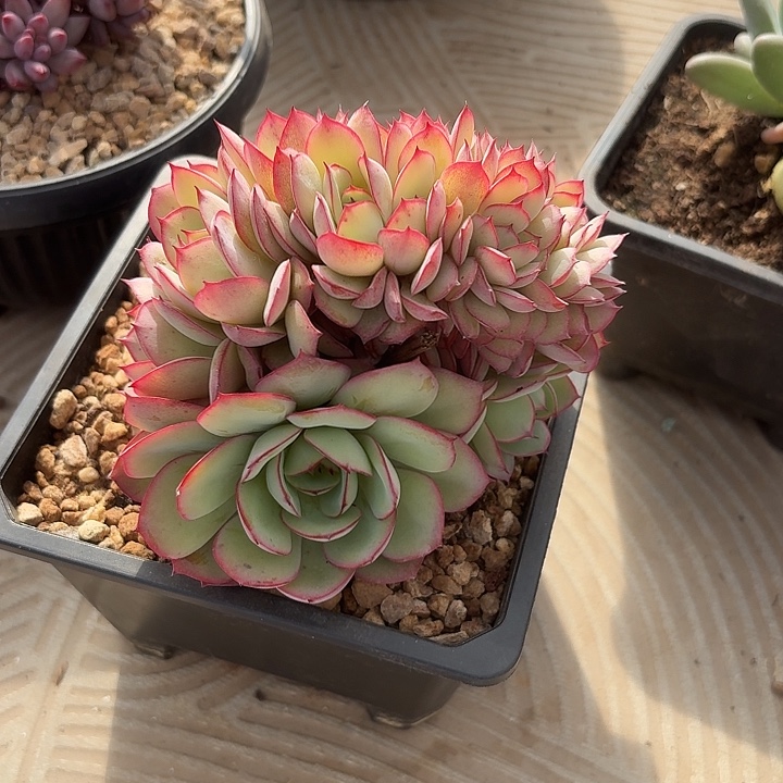 舟***舟舟舟的牡丹亭叶插朵朵缀化