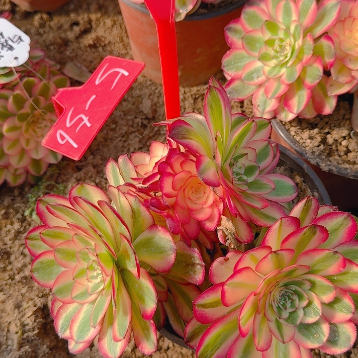 5-12倾城多肉法师