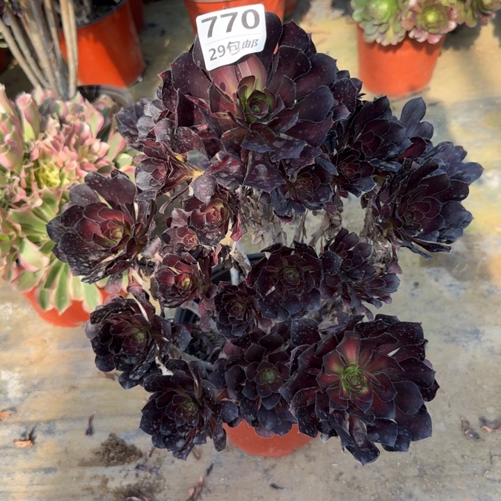 圆叶……多肉植物……