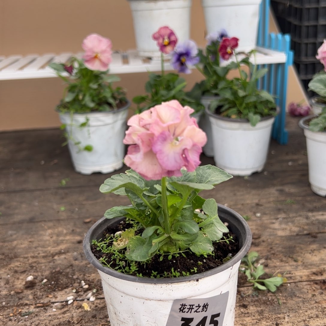 【闪购商品】完全开放345号