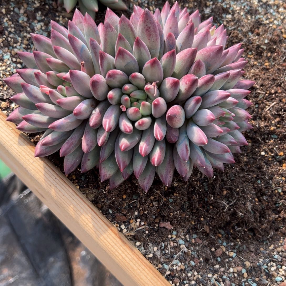 张***憨车厘子多肉一物一拍