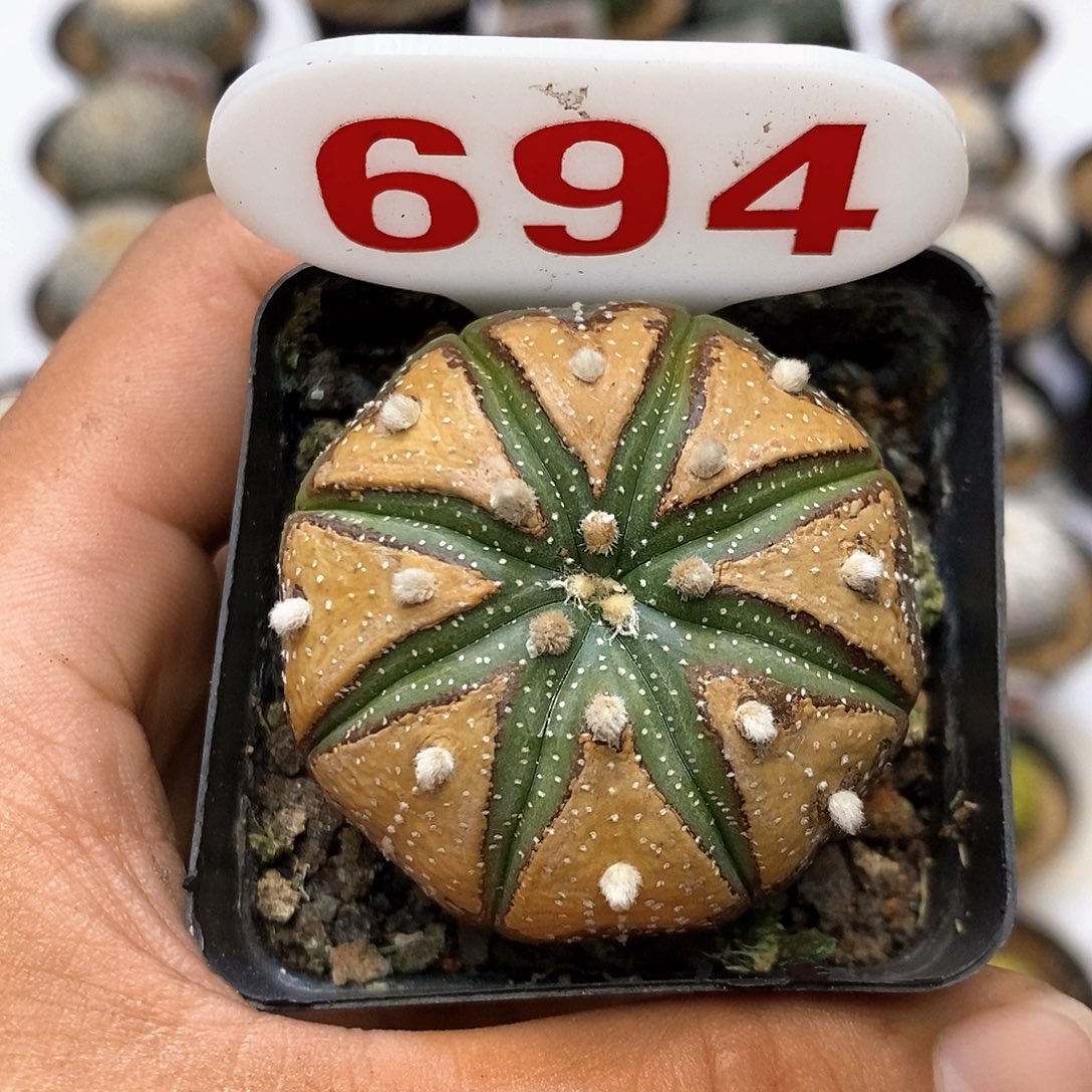694福利特价来了哦亲