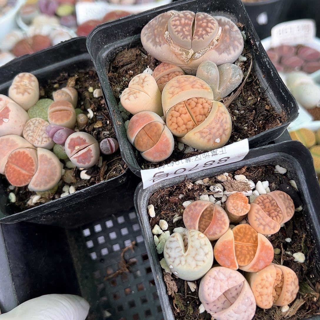 好养易活生石花大母本8870到手三盆