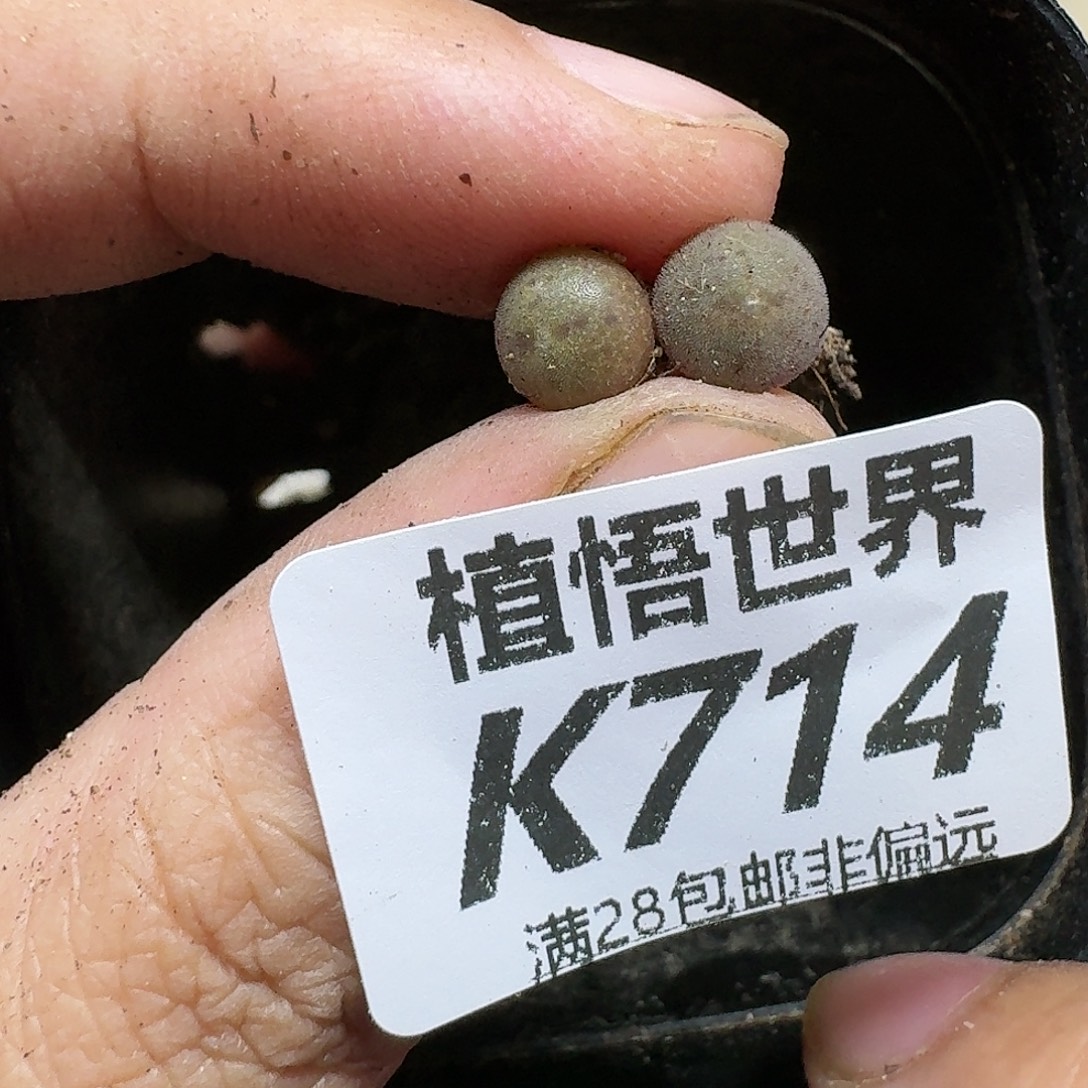 多肉植物的人生fgh