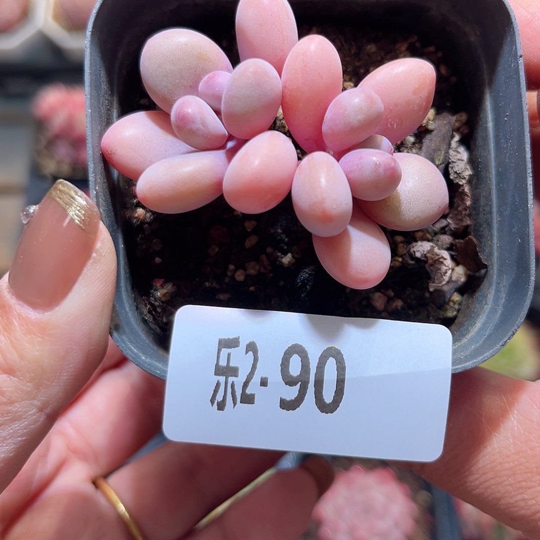 乐2-90 桃蛋双头