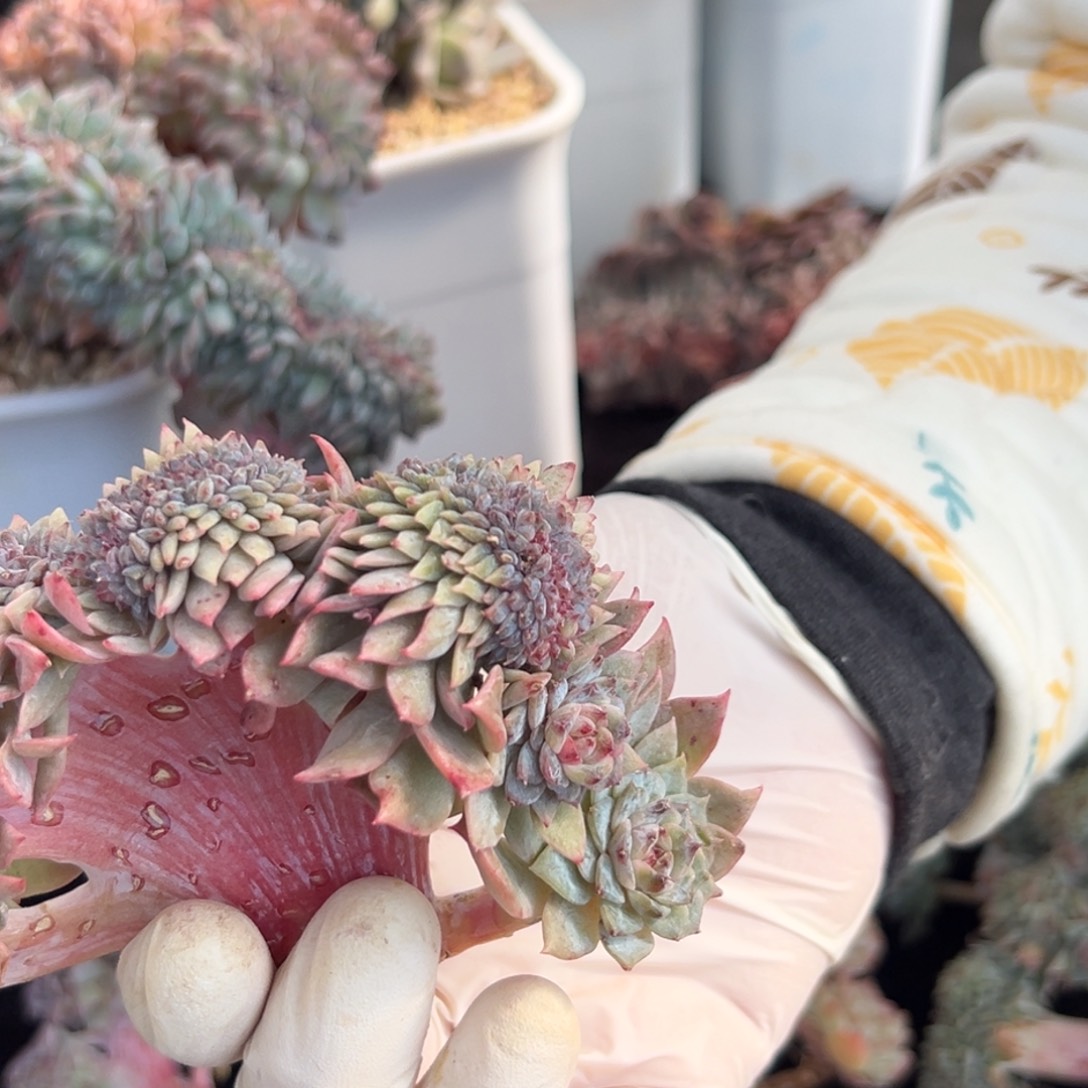 块***肉新年快乐 新年快乐