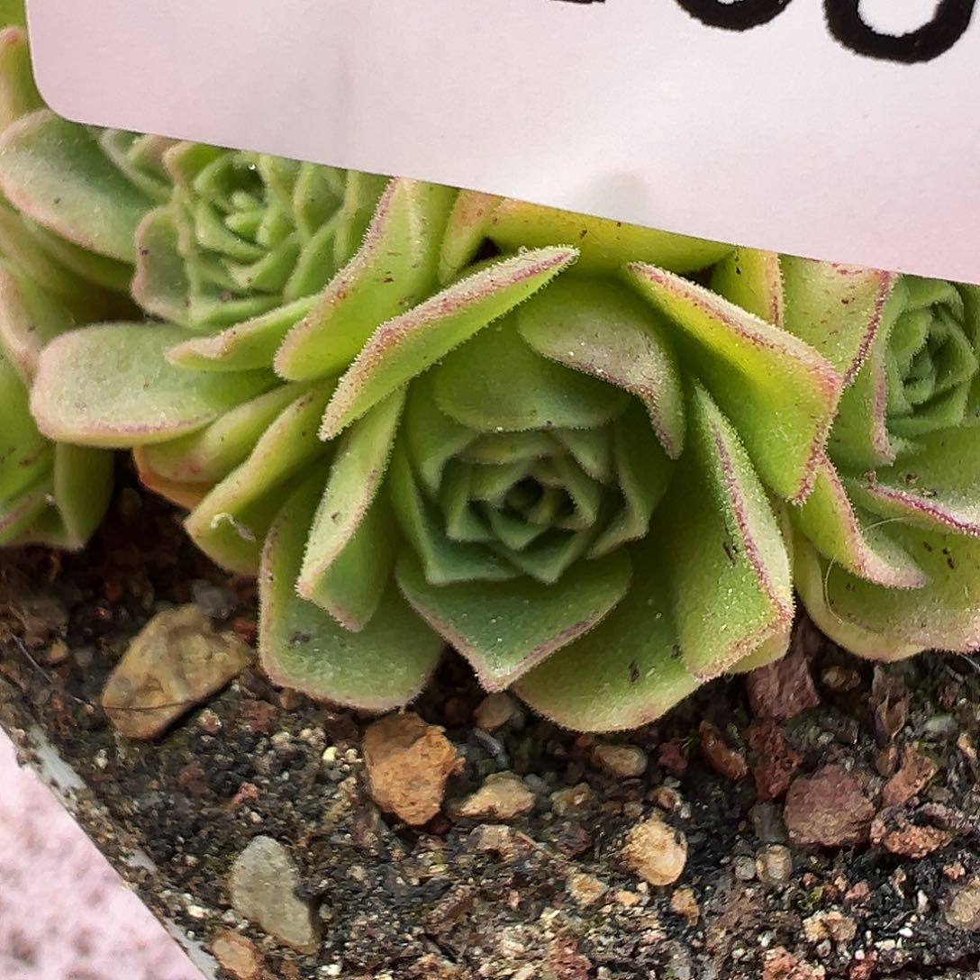 陈陈838翔龙多肉侧芽