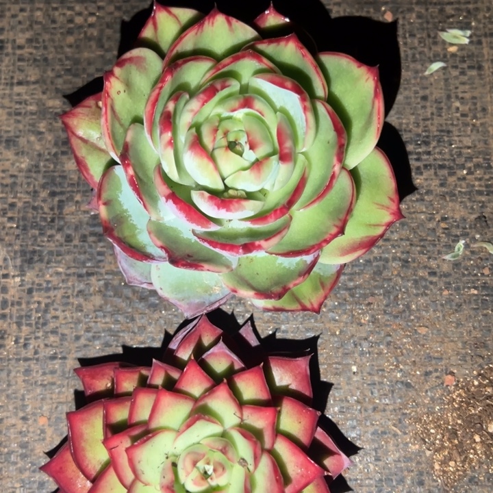 兔***子多肉植物兔子姐发货111