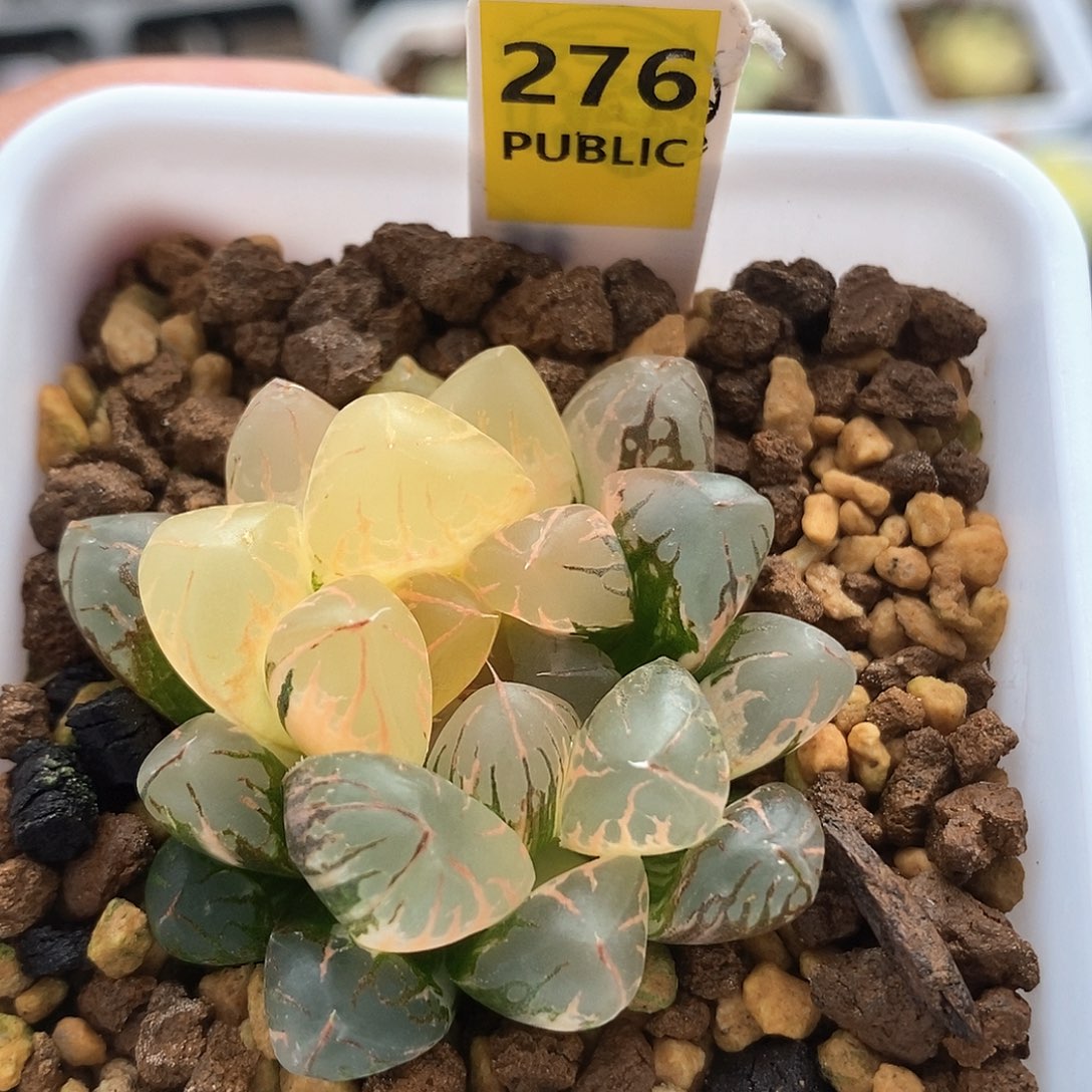 红陶276号水晶实生玉露锦一物一拍