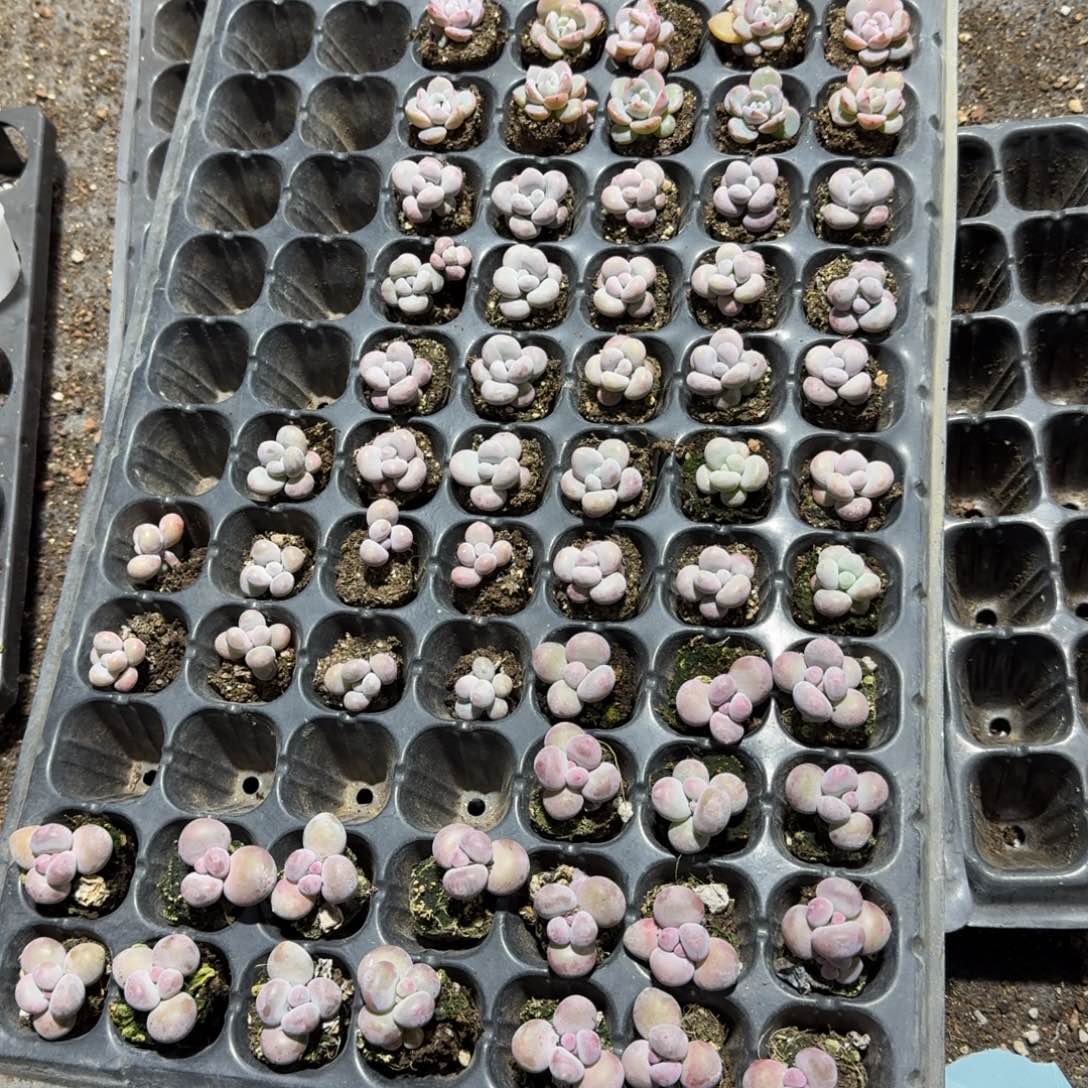 囡一物一拍专拍链接