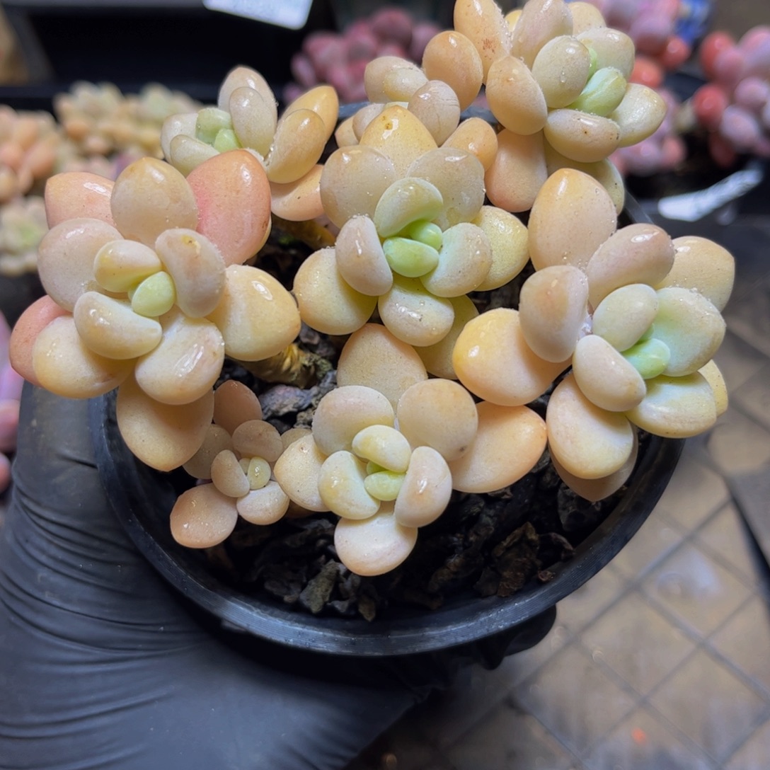 601橘子香水洛神9厘米多肉