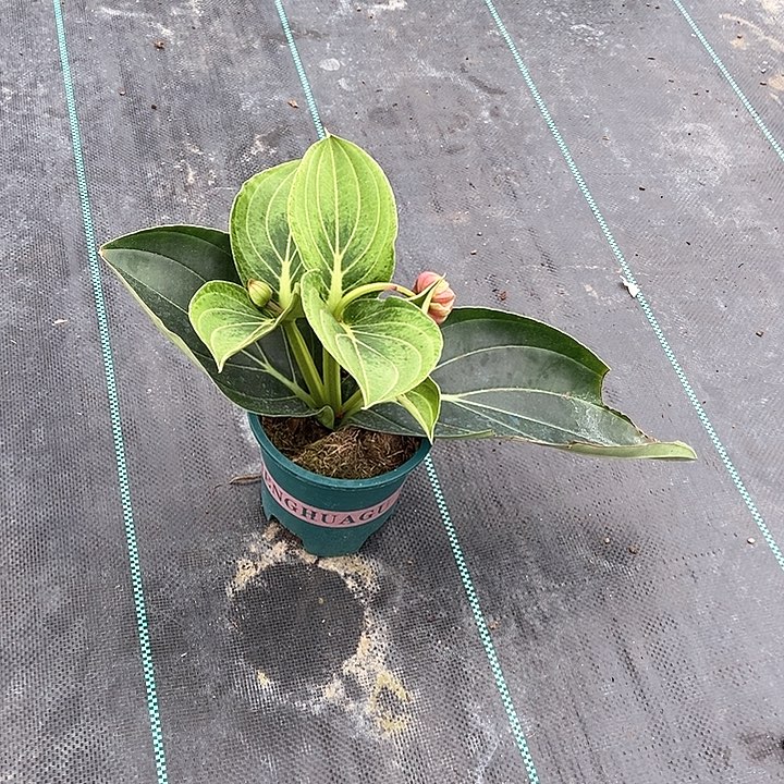 当前无花朵，栽培后可花朵不**衍