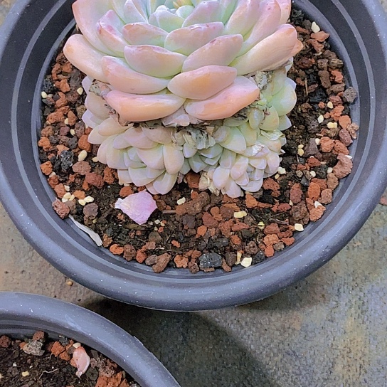 李***姐冰玉多肉植物