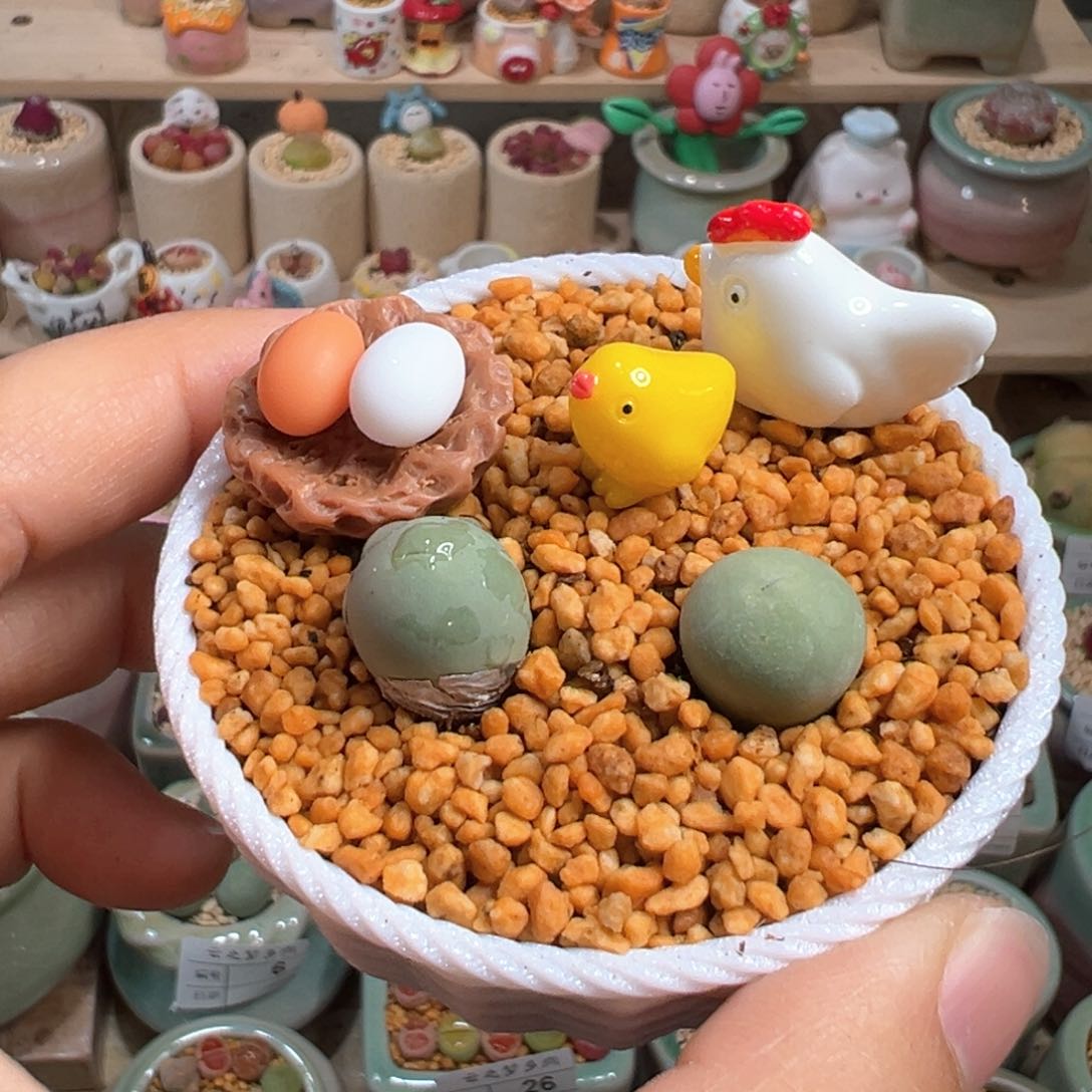 多肉植物34号鸽子蛋