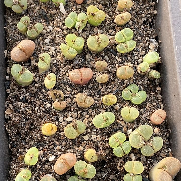 桃喜花园0117-8风铃一盆