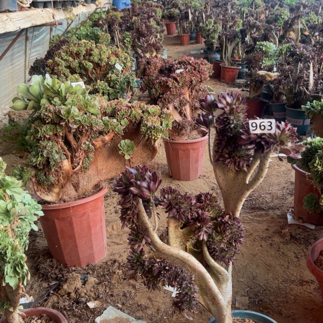 有伤黑缀963高度47