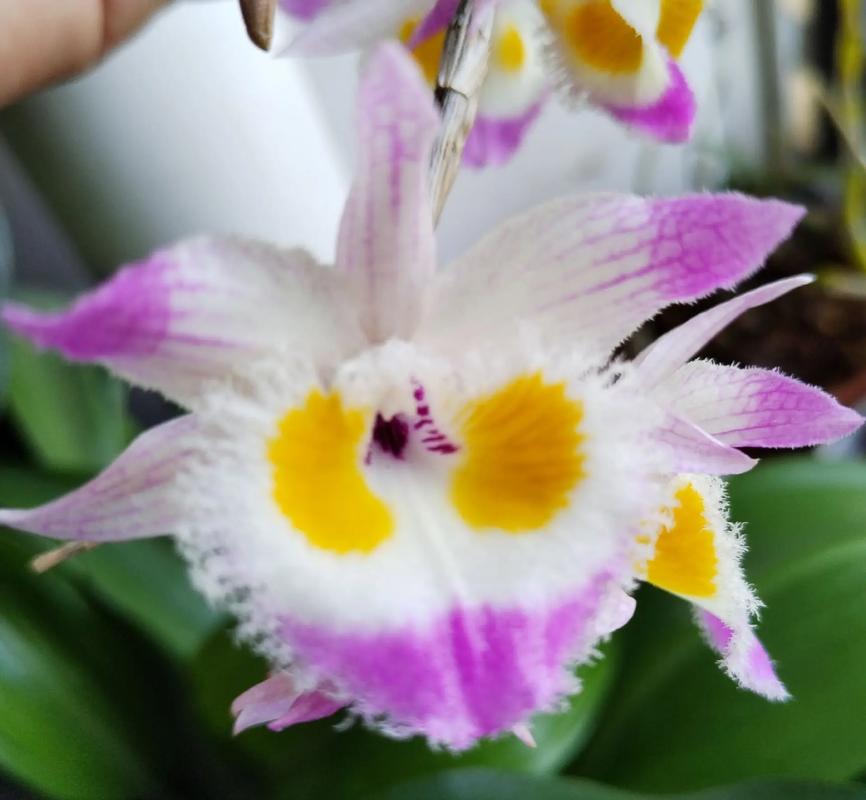 龙陵高海拔茶树种植石斛短条