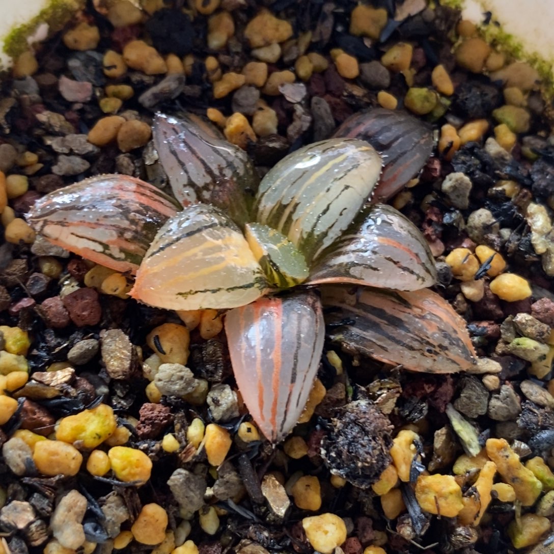 侯***8香瓜岛锦一物一拍