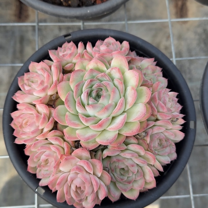 不知名多肉植物绿植