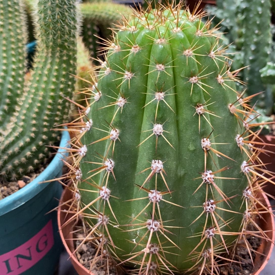 大流苏毛花柱一颗自根