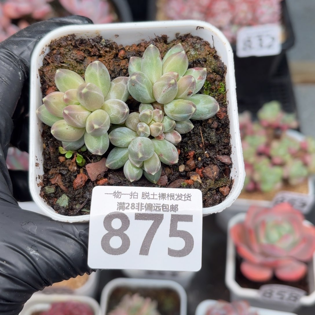 南非钻石无盆土发货