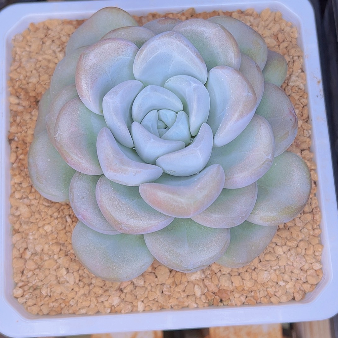 玉麒麟1111111111111111111111111