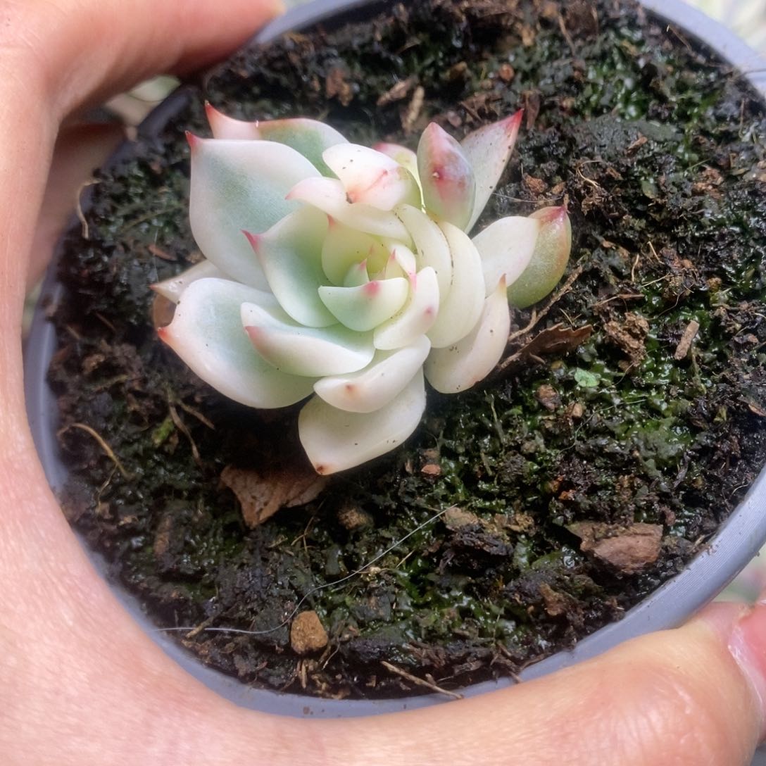 028锦锦锦锦锦锦锦锦