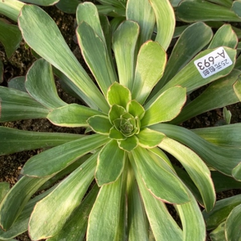 693紫雁满25包邮多肉