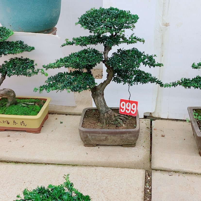 【闪购商品】罗汉松