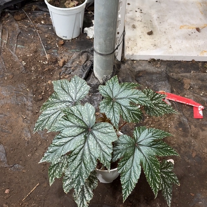 完全开放泰国鹰狮