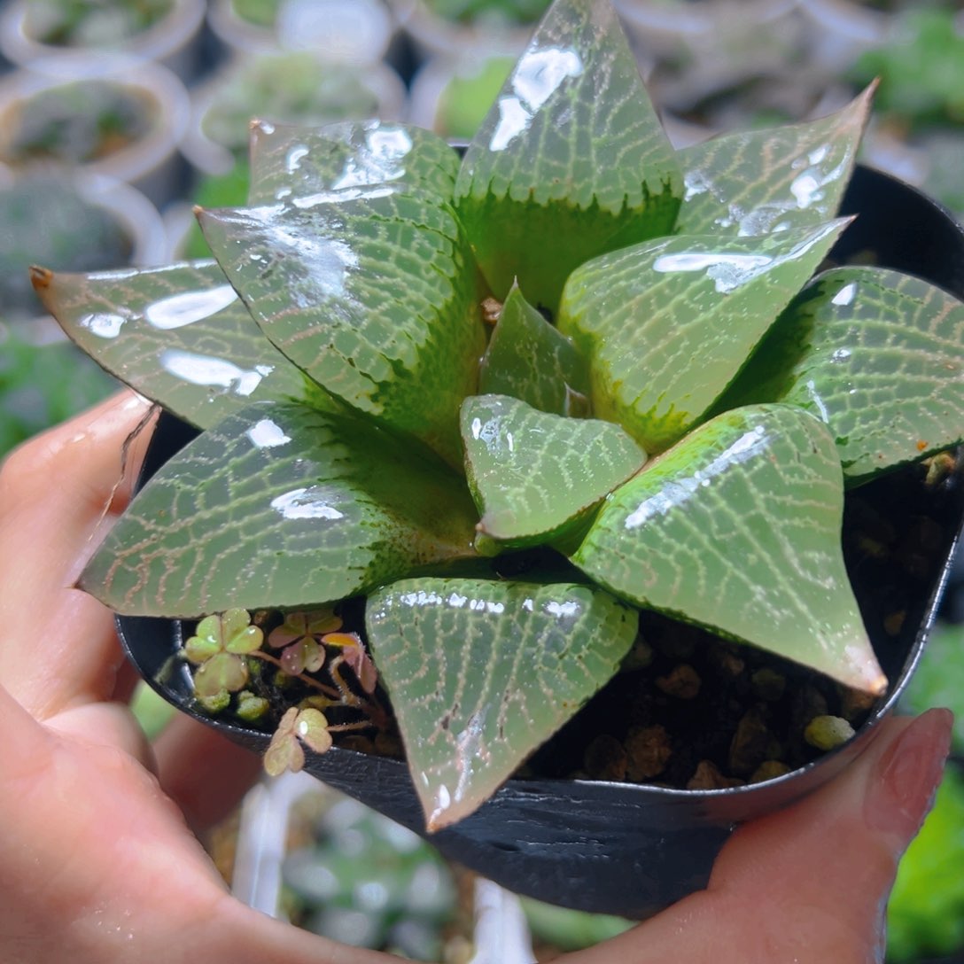 康平玉露多肉多肉多肉一颗