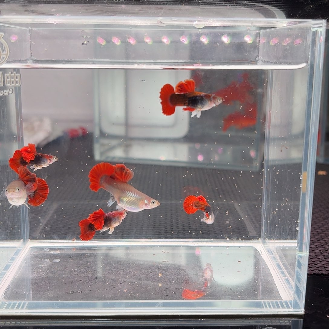 随***安海水菊花帆褶扇鱼6条