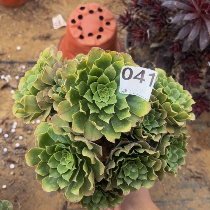 绿杨蓉多肉植物041