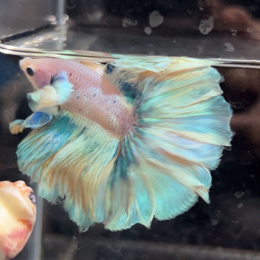 斗鱼11号芒果冰大耳