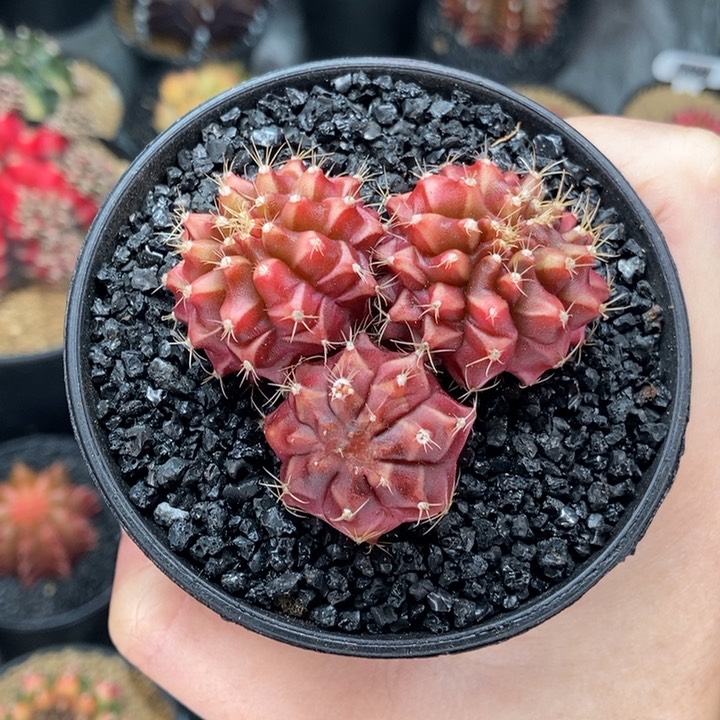 三头六臂 米哈仙人球