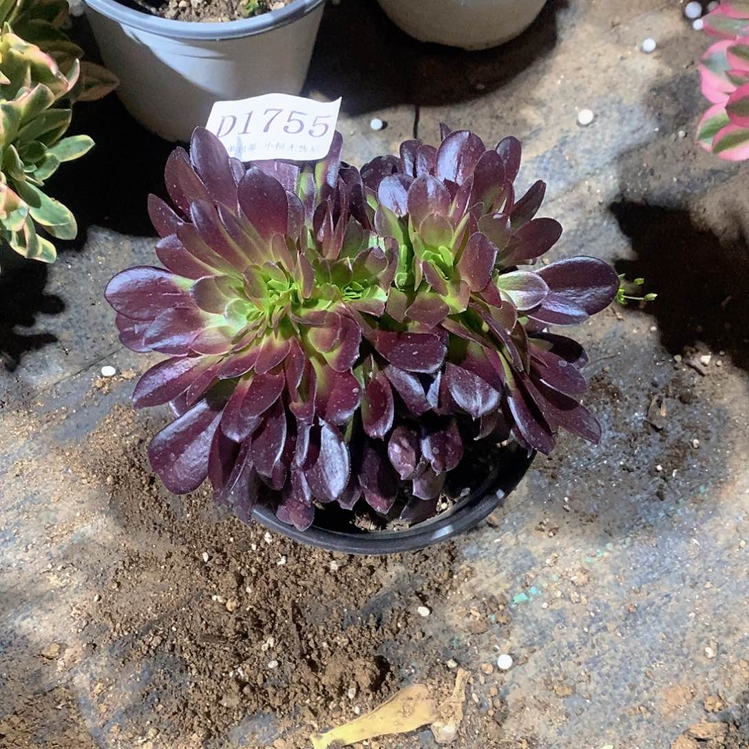 1755欧紫多肉缀化